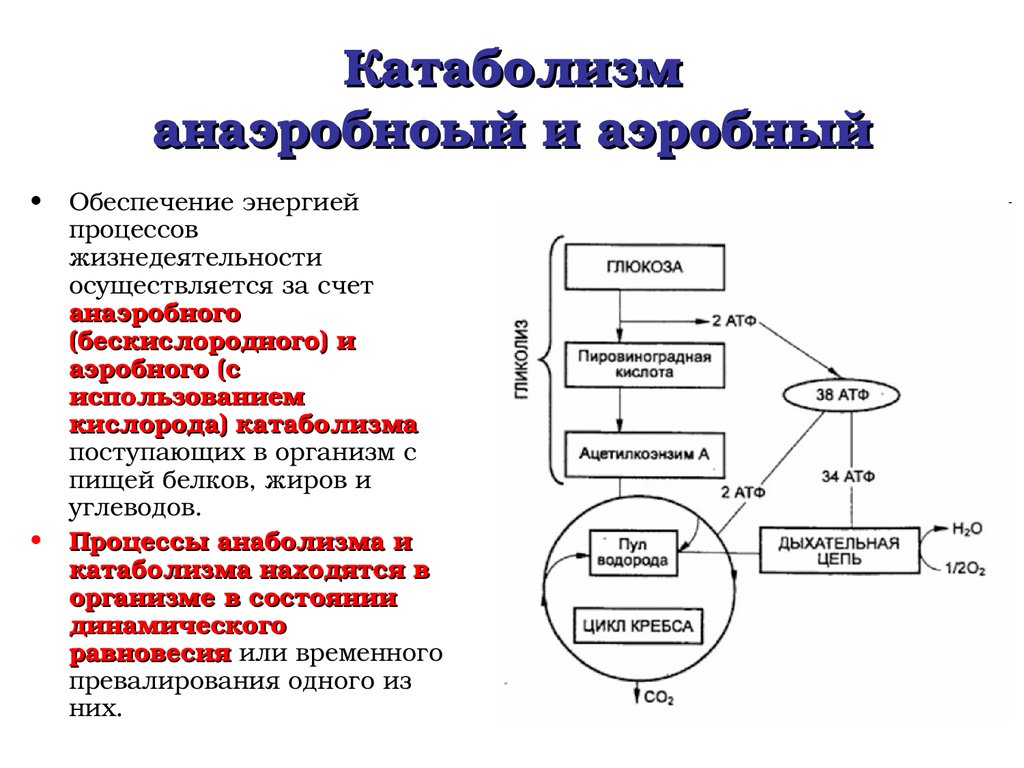 Анаэробный обмен. Конечные продукты анаболизма и катаболизма. Энергетический обмен : аэробы анаэробы схема. Общая схема процессов катаболизма. Процесс анаболизма и катаболизма этапы.