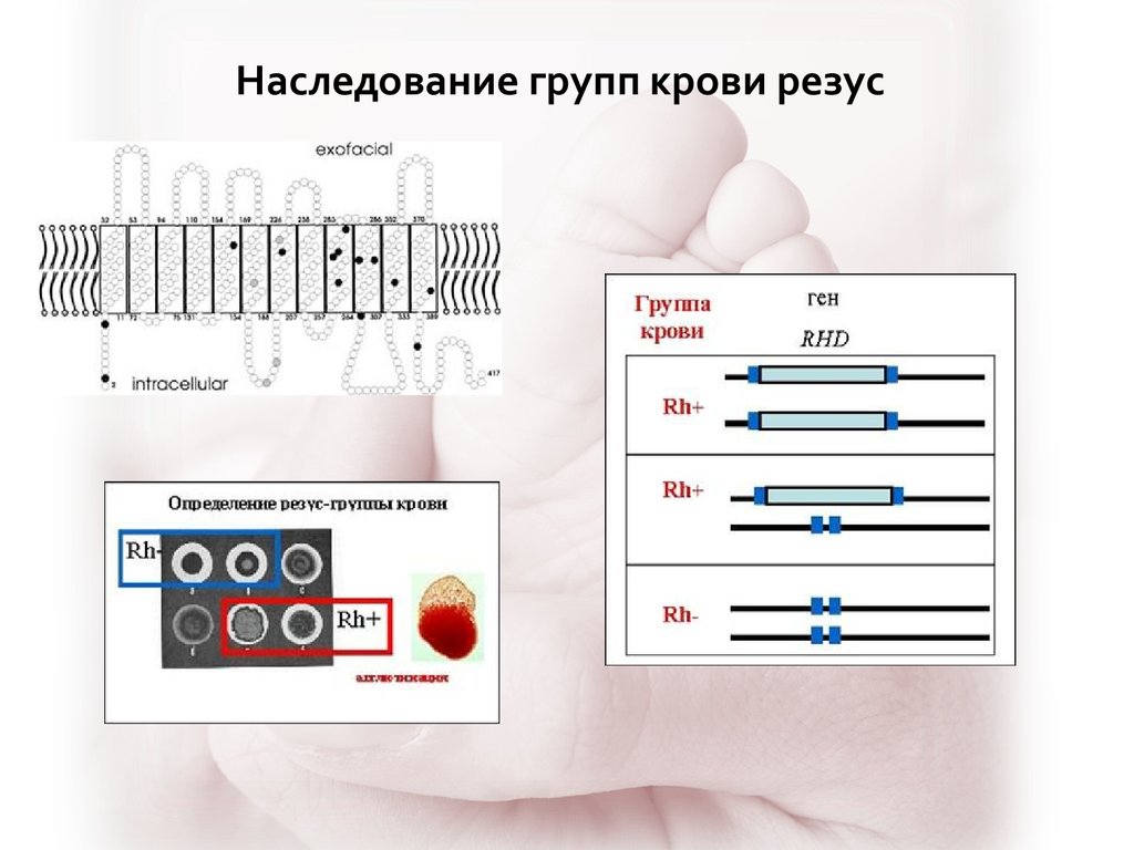 Резус фактор ген задачи. Локализация генов группы крови резус-фактор. Наследование групп крови. Наследование резус фактора. Наследование Резуса.