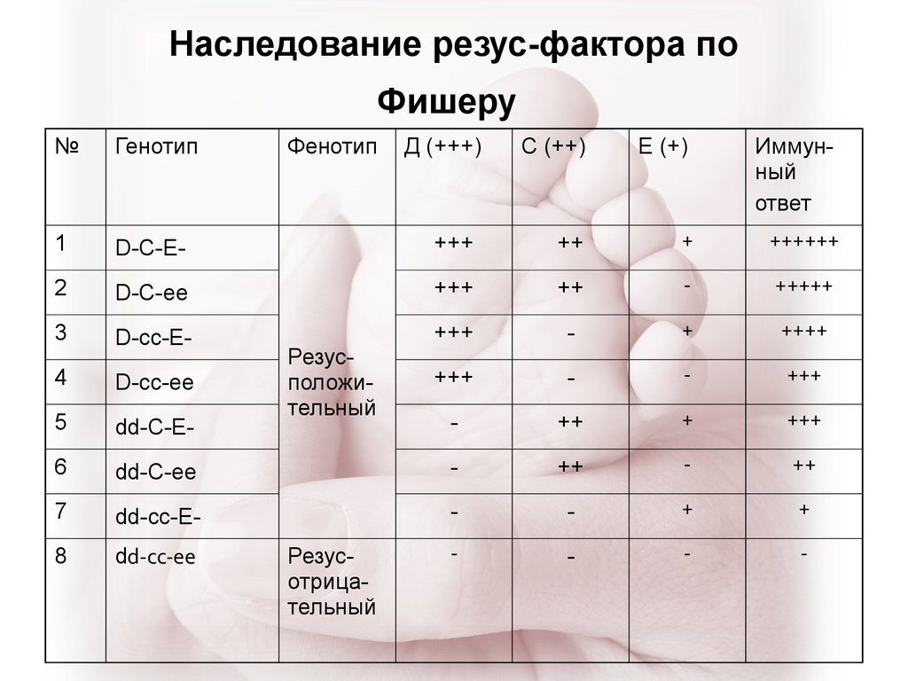 Узнать резус ребенка. Таблица наследования резус фактора крови. Группы крови таблица наследования с резусом фактором. Механизм наследования резус фактора. Группы крови по системе резус фактор.