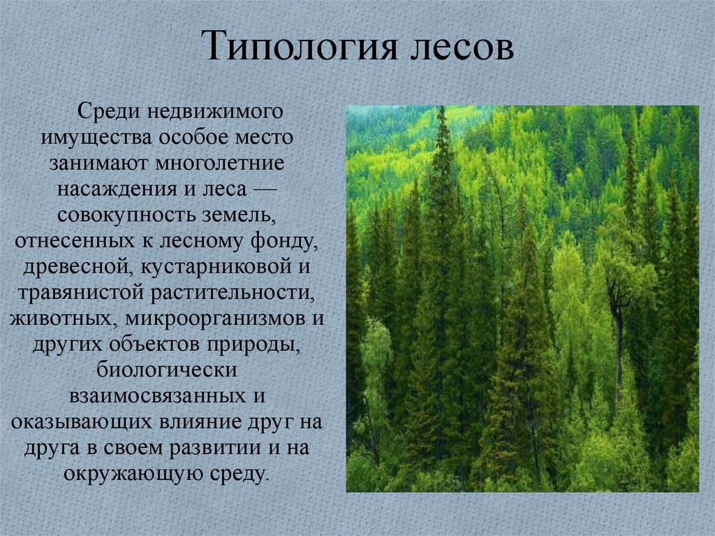 Природный лес относят к. Типология лесов. Типология лесов и многолетних насаждений. Лесная типология. Типы леса.