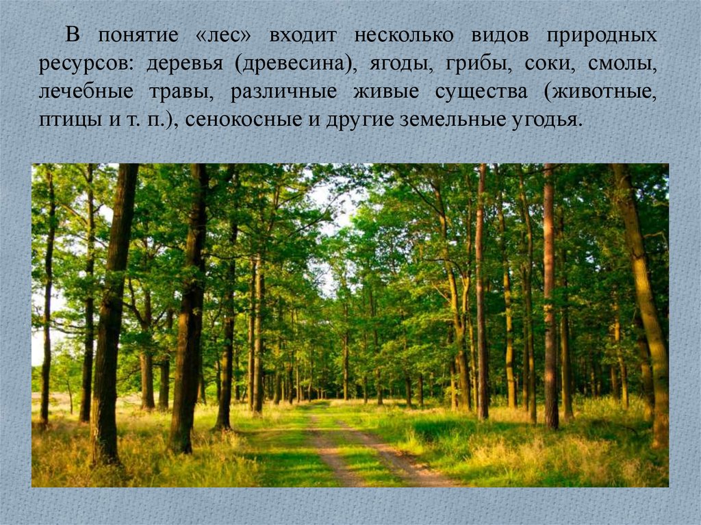 Виды лесов. Понятие леса. Лес понятие леса. Лес концепция. Виды многолетних насаждений.