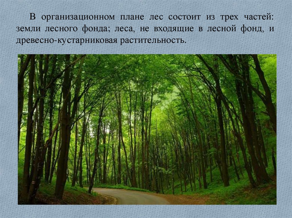 Лес план. Многолетние насаждения это определение. Самая большая часть лесов состоит. Лесные и древесные ресурсы Самарской области. Брянские леса состоит из какого леса.