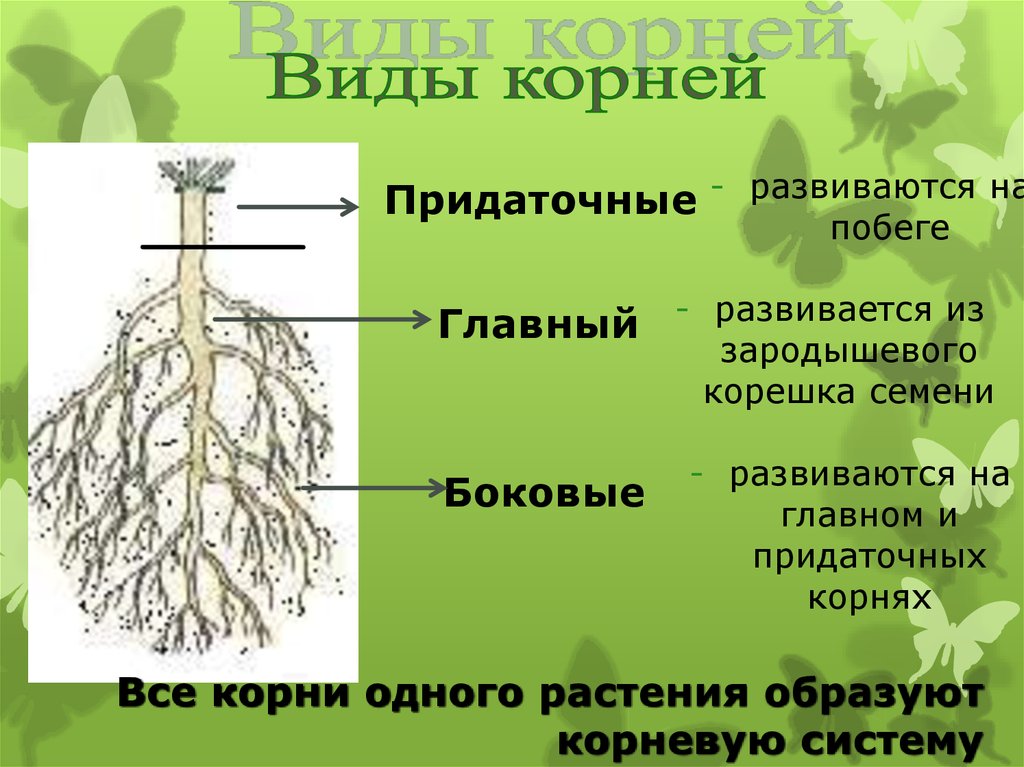 Корневище развивается из. Главный корень корень развивается из зародышевого корешка. Главный корень боковой корень придаточный корень. Развитие главного корня из зародышевого корешка семени.