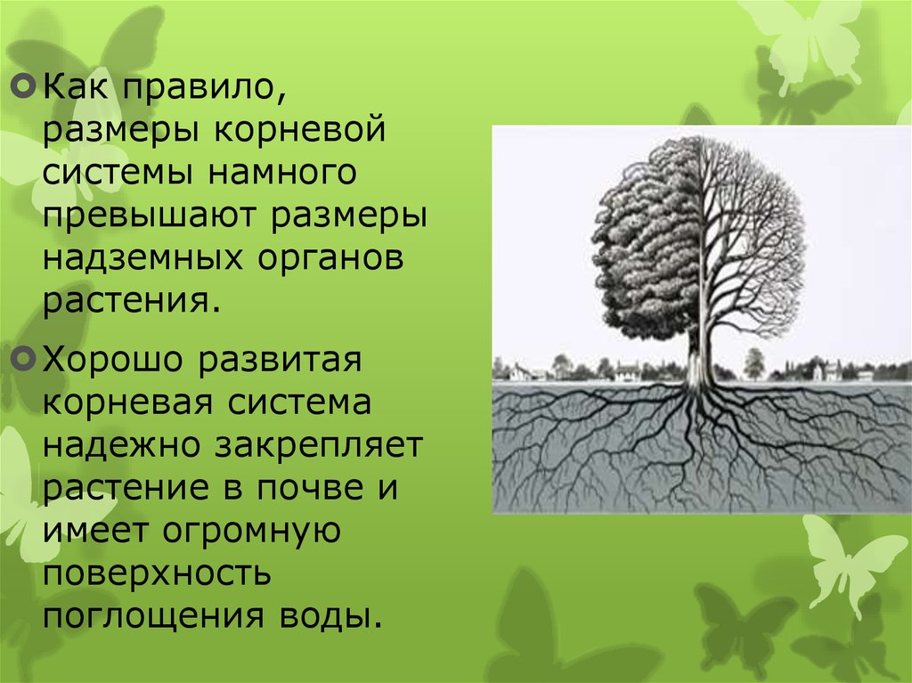 Диаметр корень. Корневая липы. Корневая система липы. Хорошо развитая корневая система. Корневая система тутового дерева.