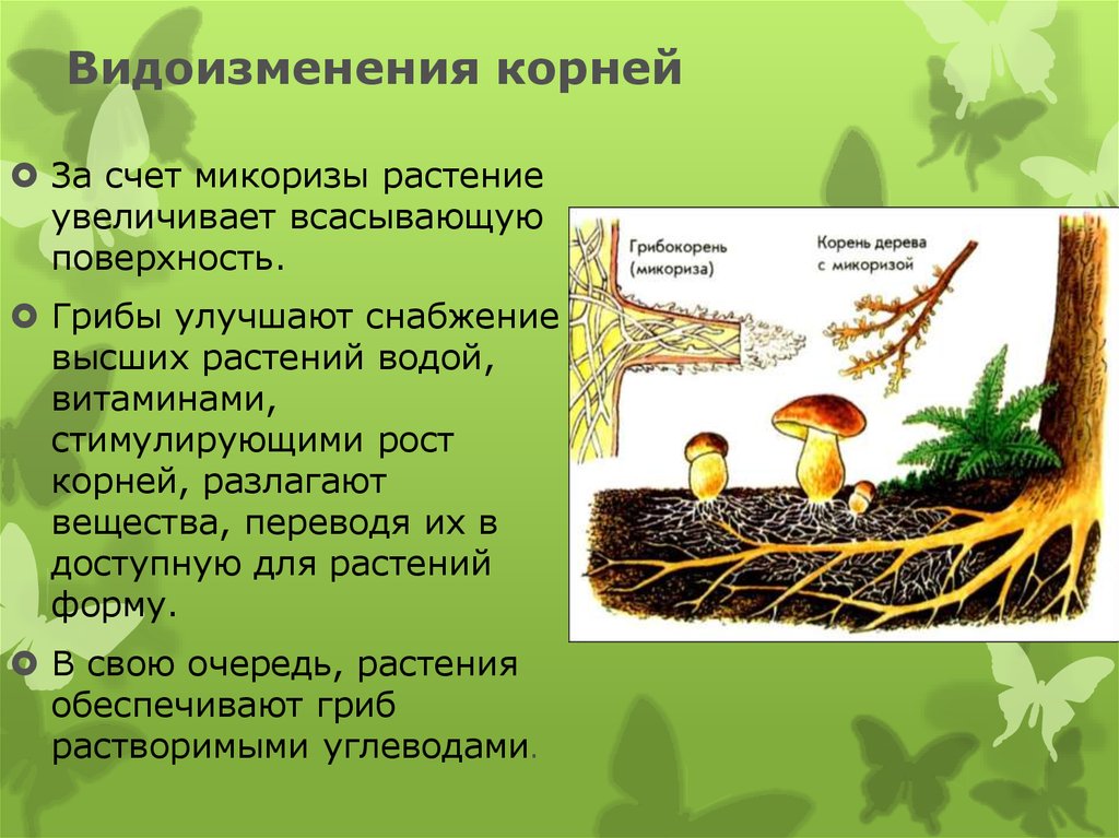 Виды измененные корни. Метаморфоза корня микориза. Микориза грибокорень. Микориза это метаморфоз корня.
