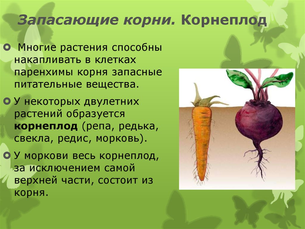 Морковь является растением