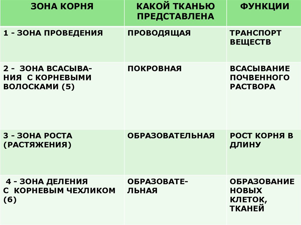 Зоны корня 6 класс