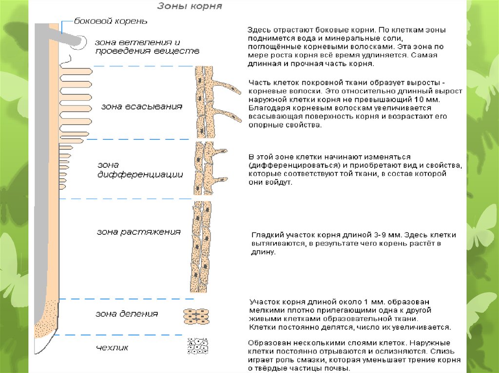 Длинную где корень. Самая длинная зона корня. Самая длинная часть корня. Зона дифференциации корня. Какая самая протяженная зона корня.