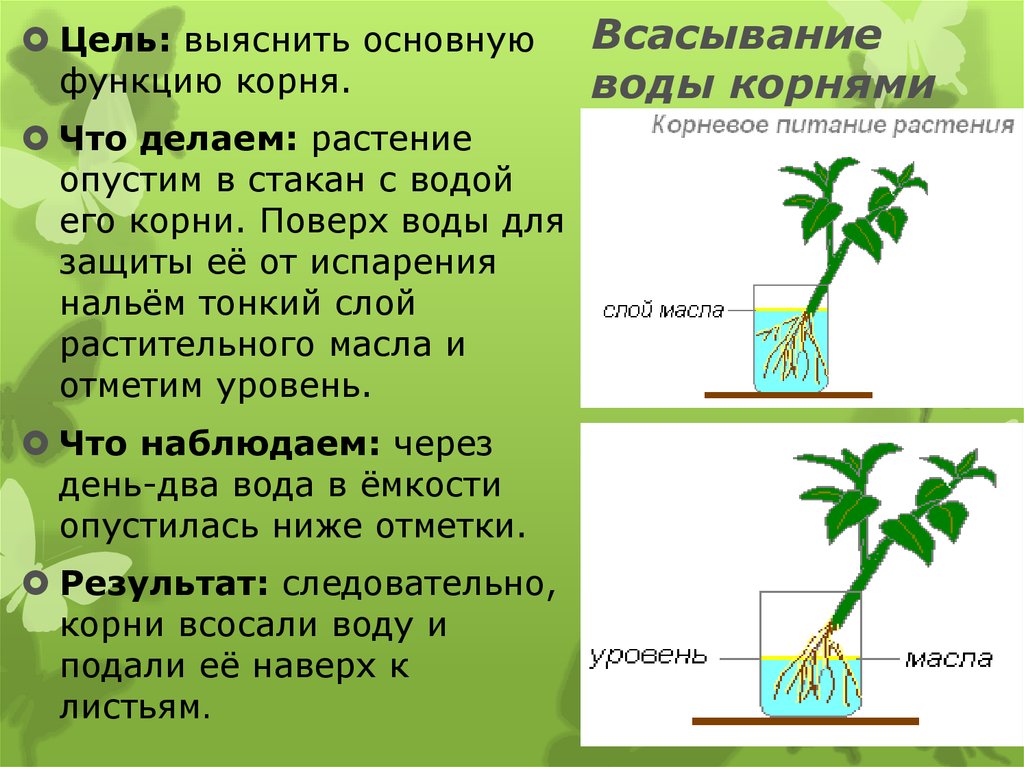 Эксперимент какой корень. Всасывание воды растениями. Поглощение воды растением. Процесс всасывания воды корнем. Растения поглощают воду.
