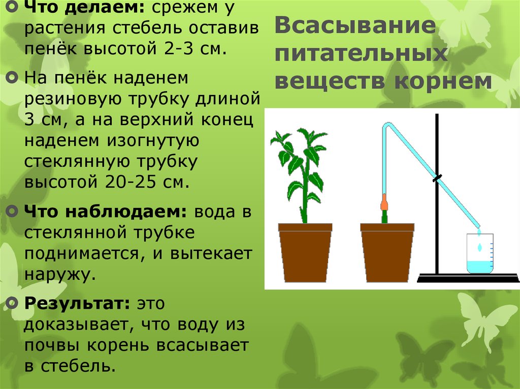 Эксперимент какой корень. Корневое давление у растений. Влияние температуры воды на растение. Опыт Корневое давление. Влияние температуры на растения.