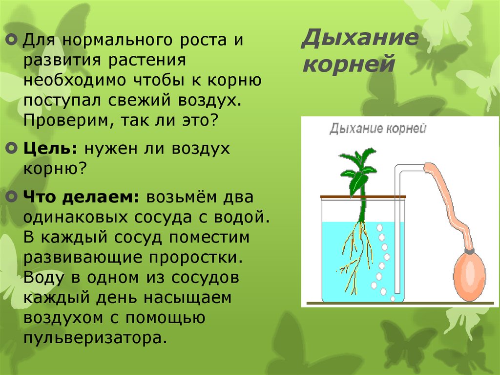 Объясните почему растение во 2 стакане завяло. Корни растений дышат. Дыхание растений растений. Опыт показывающий дыхание растений.