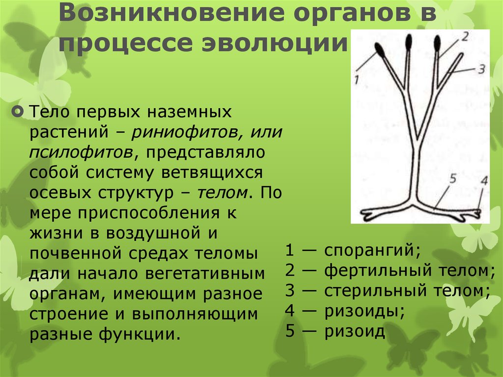 Ароморфозы риниофитов. Риниофиты растение строение. Эволюция вегетативных органов растений. Появление органов у растений. Возникновение в процессе эволюции.