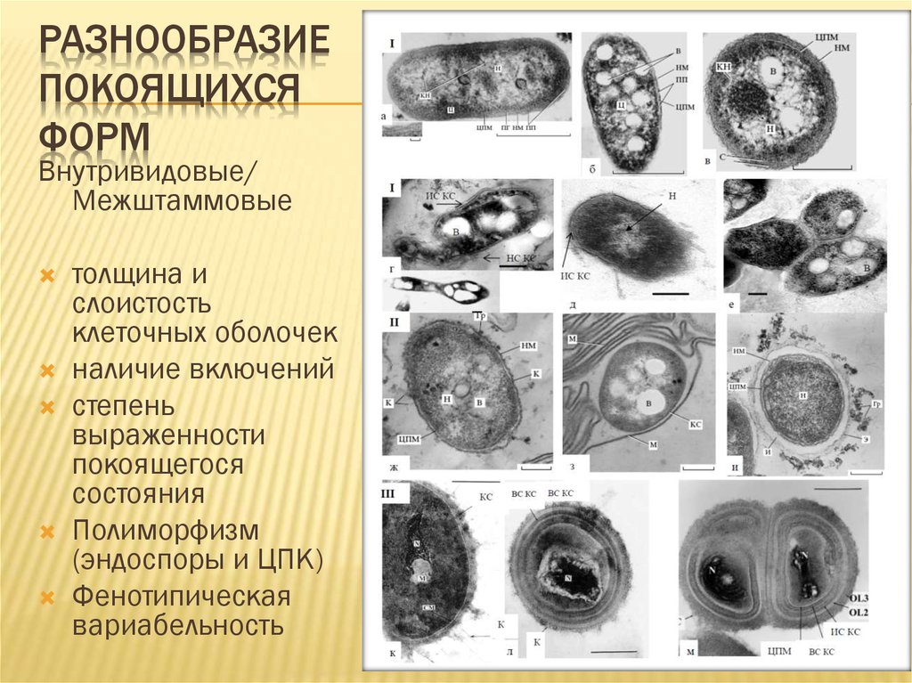 Покоящиеся формы микроорганизмов