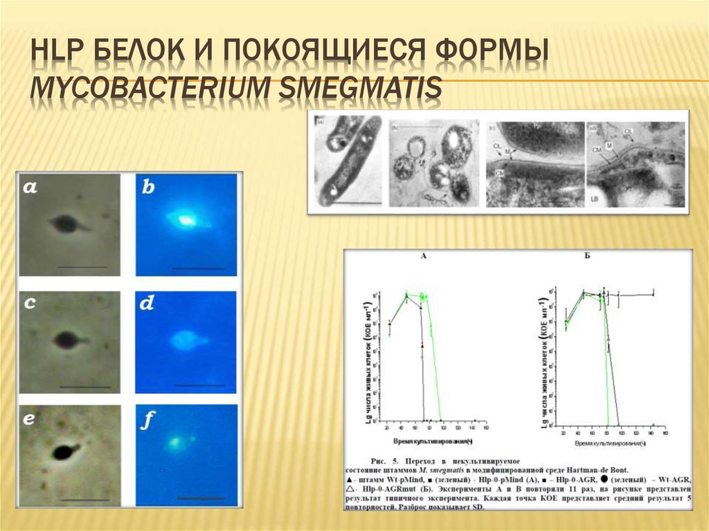 Покоящиеся формы микроорганизмов. Некультивируемые бактерии. Некультивируемые формы бактерий. Покоящиеся клетки.