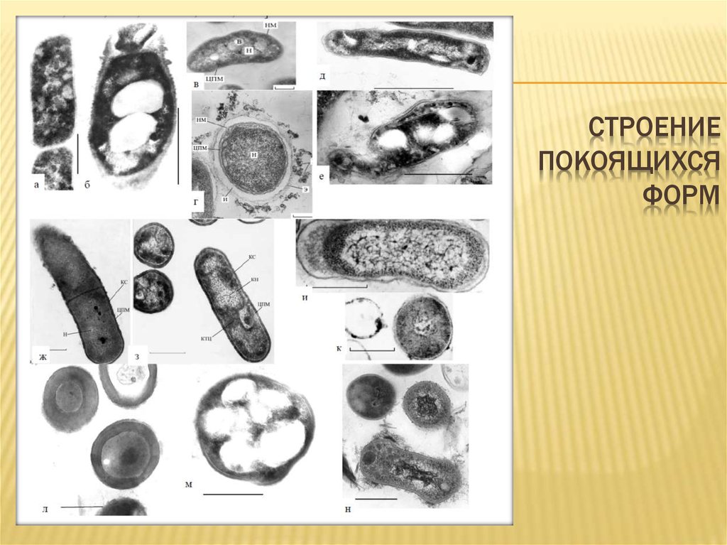 Покоящиеся формы микроорганизмов