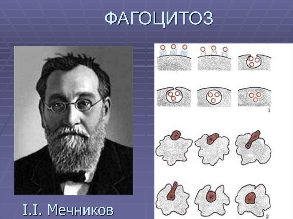 Явление фагоцитоза открыл русский ученый. 1892 Фагоцитоз Мечников.