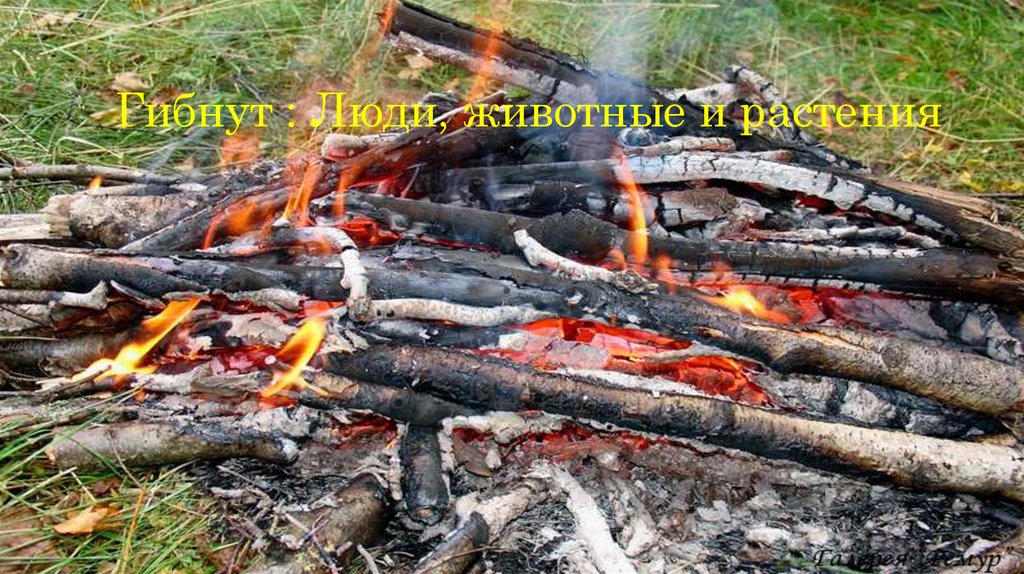 Гибнут : Люди, животные и растения