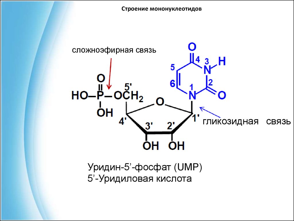 Строение 3. Уридин-5′-фосфат 5′-уридиловая кислота. Строение дезоксигуанозин-5'-фосфата. Строение нуклеотида уридин-5-фосфат. Нуклеотид уридин 5 фосфат.