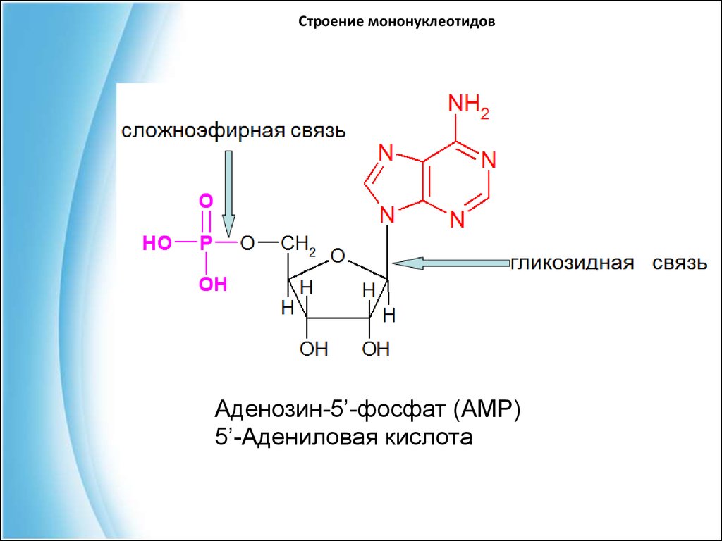 Уридилового нуклеотида. Гидролиз 5 адениловой кислоты. Адениловая и тимидиловая кислота. Схема 5^ уридиловая кислота. Аденозин 3 фосфат.