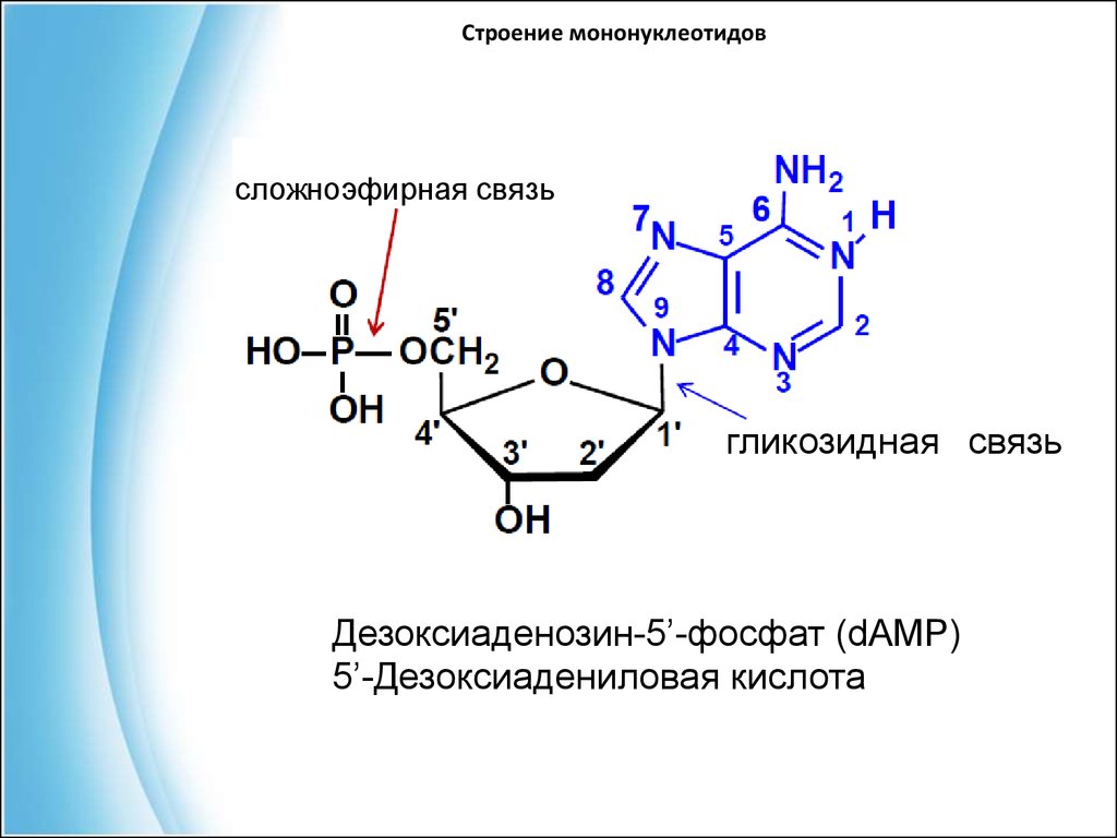 Схема образования дезоксицитидина