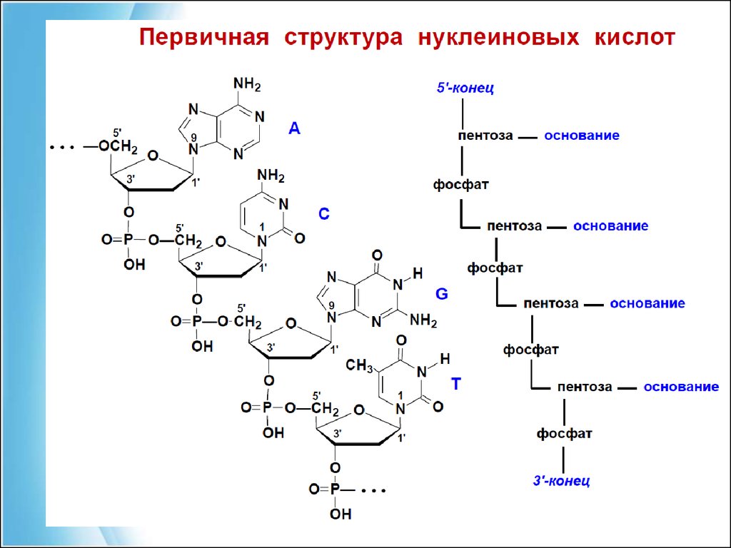 Первичная структура нуклеотида. Структура нуклеиновых кислот формула. Нуклеиновые кислоты химия формула. Нуклеиновые кислоты общая формула химия. Строение нуклеиновых кислот формула.