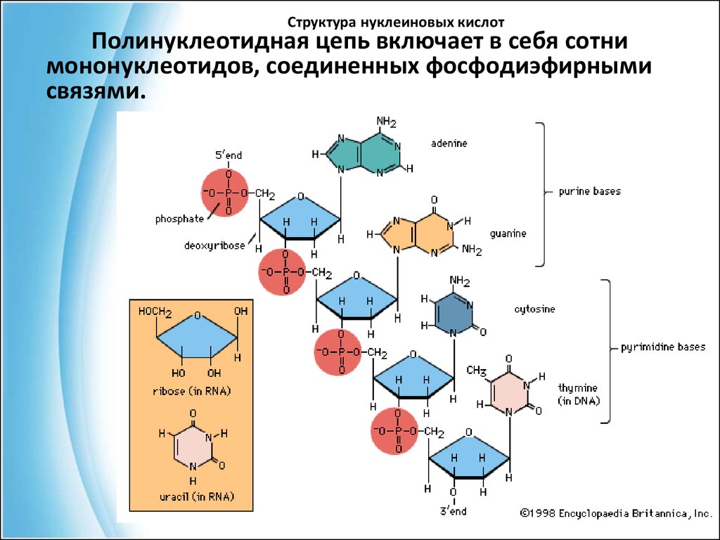 Схема строение нуклеотидов и структура полинуклеотидных цепей днк и рнк атф