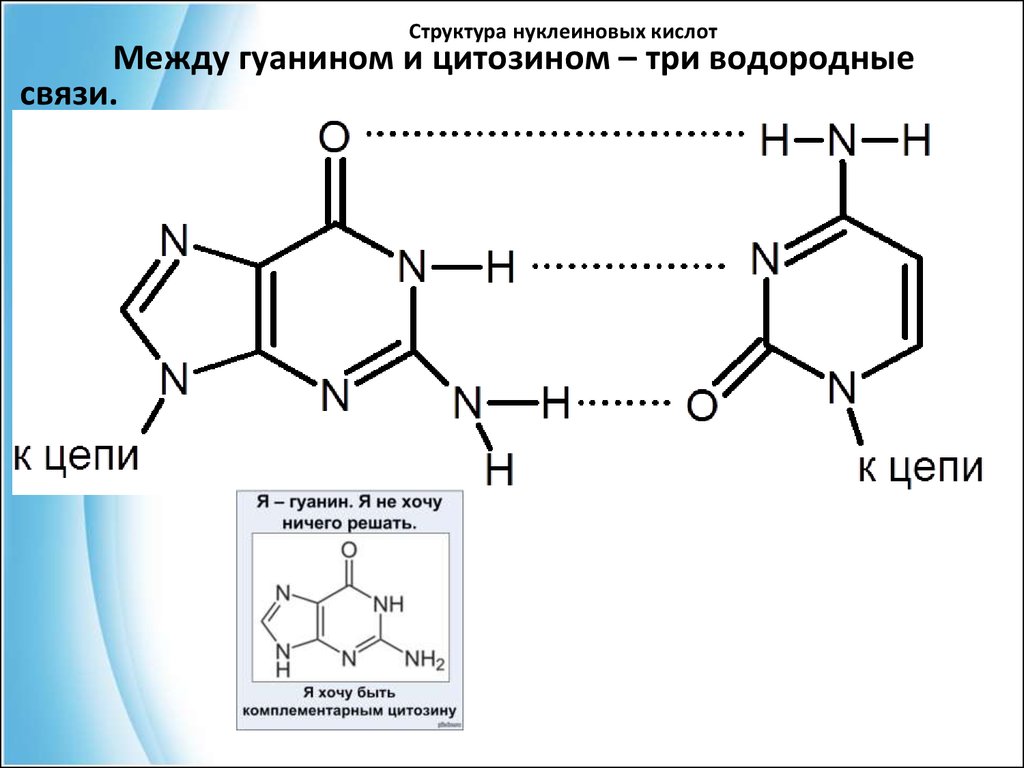 Нуклеиновые кислоты органические. Гуанин цитозин водородные связи. Строение нуклеиновых кислот. Структура нуклеиновых кислот. Водородные связи гуанина и цитозина.