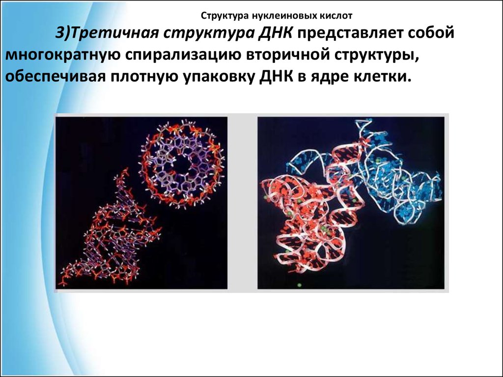 Белки и нуклеиновые кислоты презентация