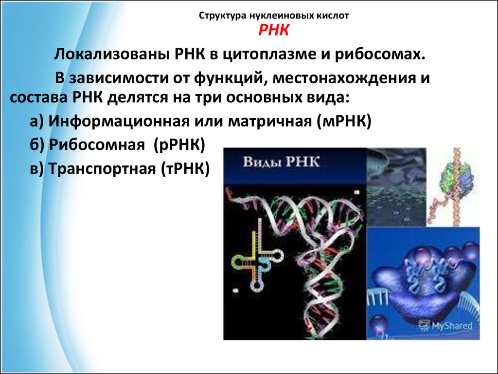 Элемент входящий в нуклеиновые кислоты. Нуклеиновые кислоты РНК. Строение нуклеиновых кислот. Нуклеиновые кислоты презентация. Локализация нуклеиновых кислот.