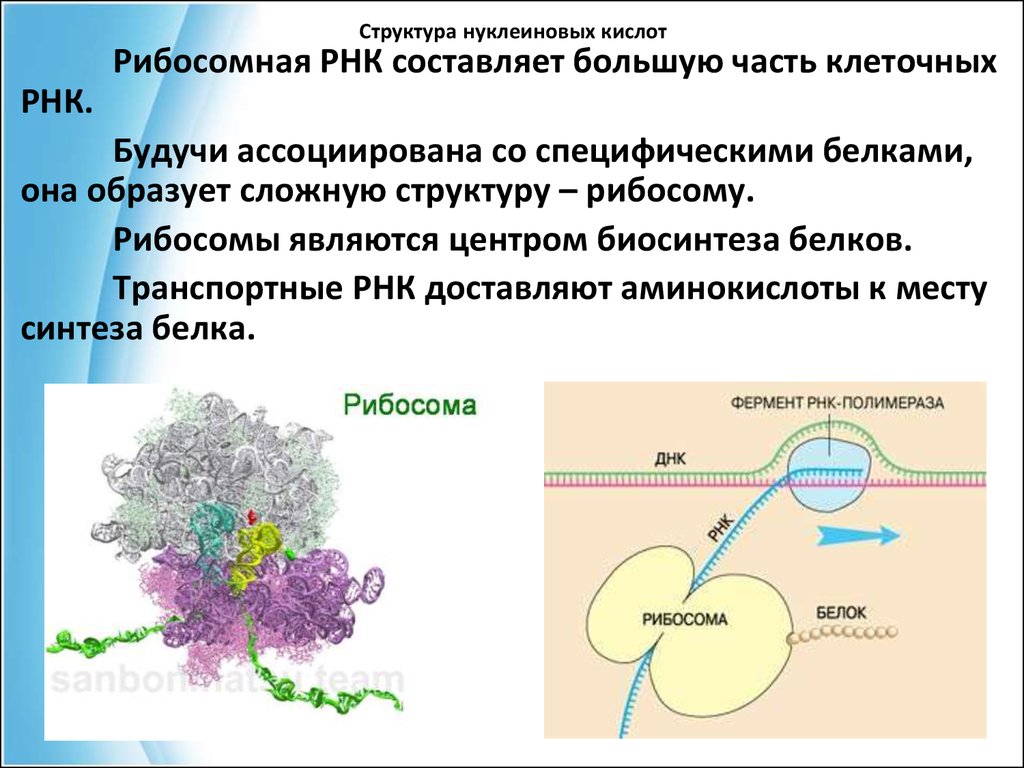 Нуклеиновыми кислотами клетки являются. Рибосомы строение и функции 10 класс. Строение рибосом биохимия. Строение рибосомы РНК. Рибосомальная РНК структура.