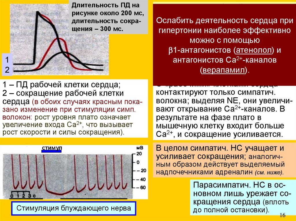 Адреналин деятельность сердца