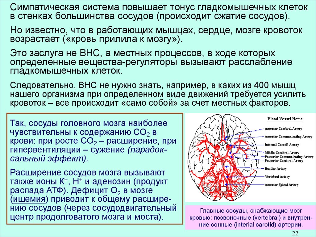 Мозги терапия инструкция. Расширенные сосуды головного мозга. Сужение сосудов головного мозга. Расширение артерий головного мозга. Сужение сосудов головного мозга симптомы.