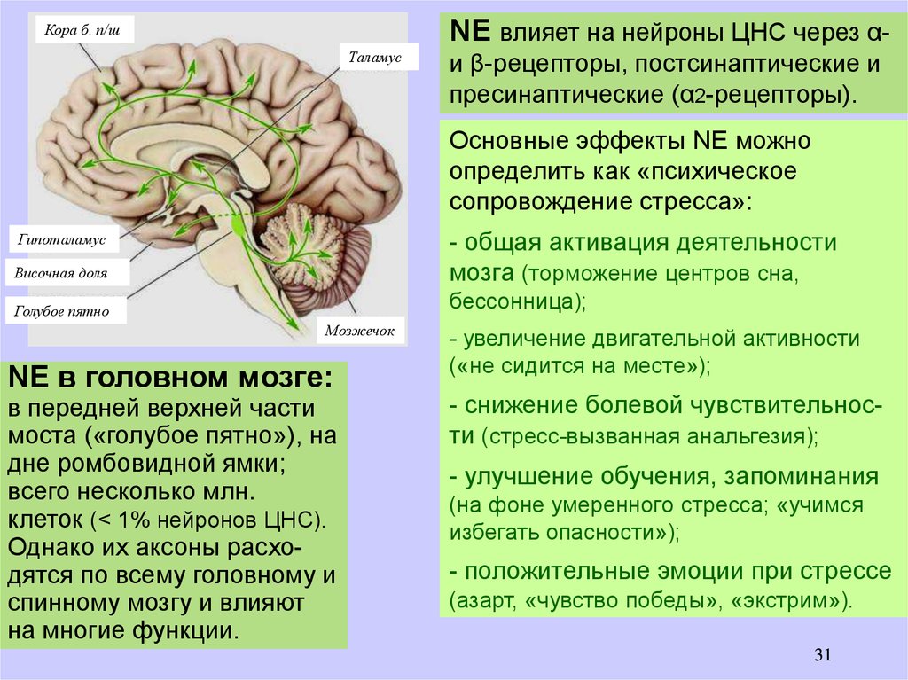 Восстановление деятельности головного мозга