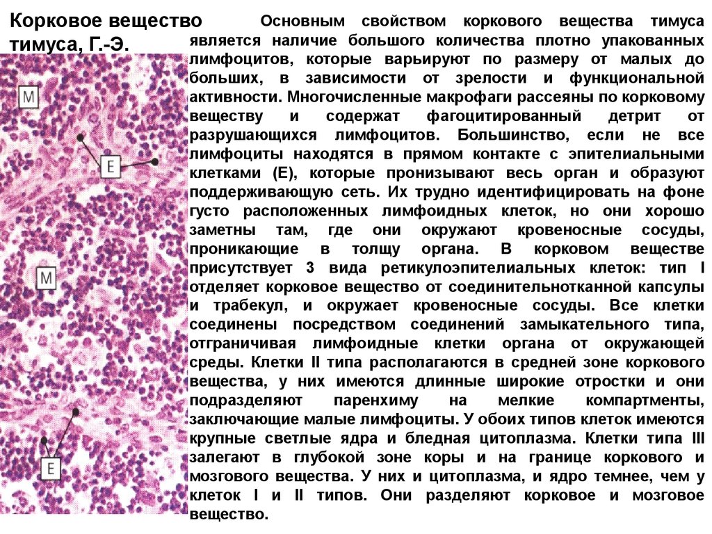 Мозговое вещество. Строение коркового и мозгового вещества тимуса. Строение коркового и мозгового вещества дольки тимуса. Корковаая вычество тимуса. Клетки коркового вещества тимуса.