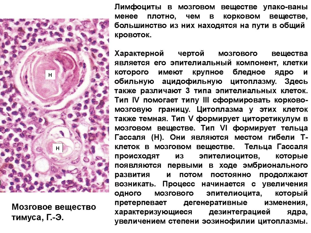 Селезенка лимфоциты