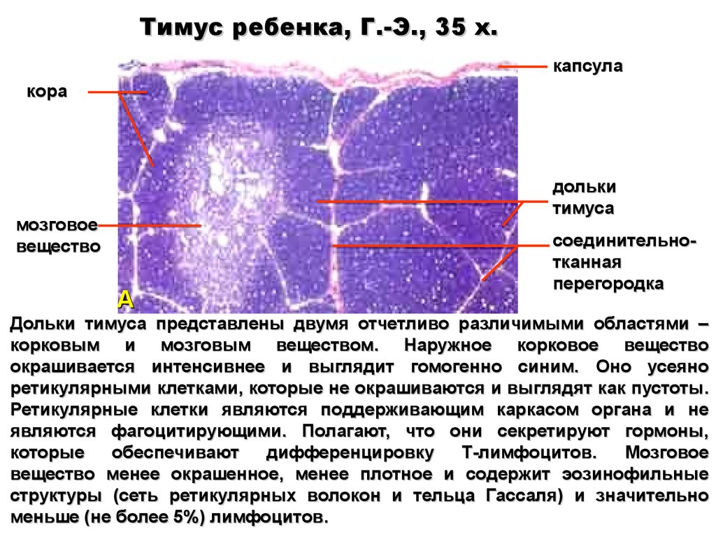 Тимус новорожденного гистология рисунок