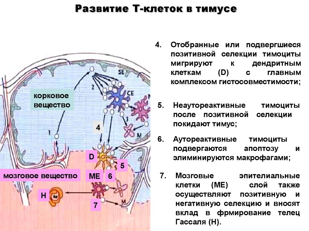 Очаги экстрамедуллярного кроветворения