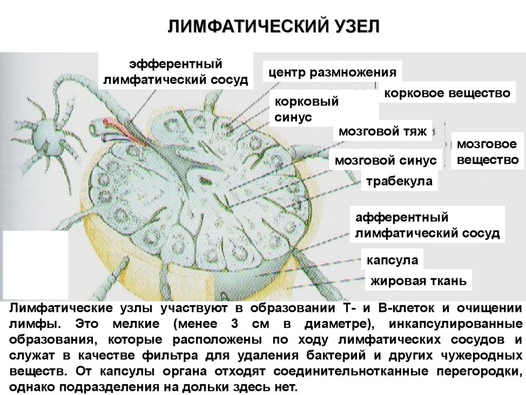 Иммунная система гистология презентация