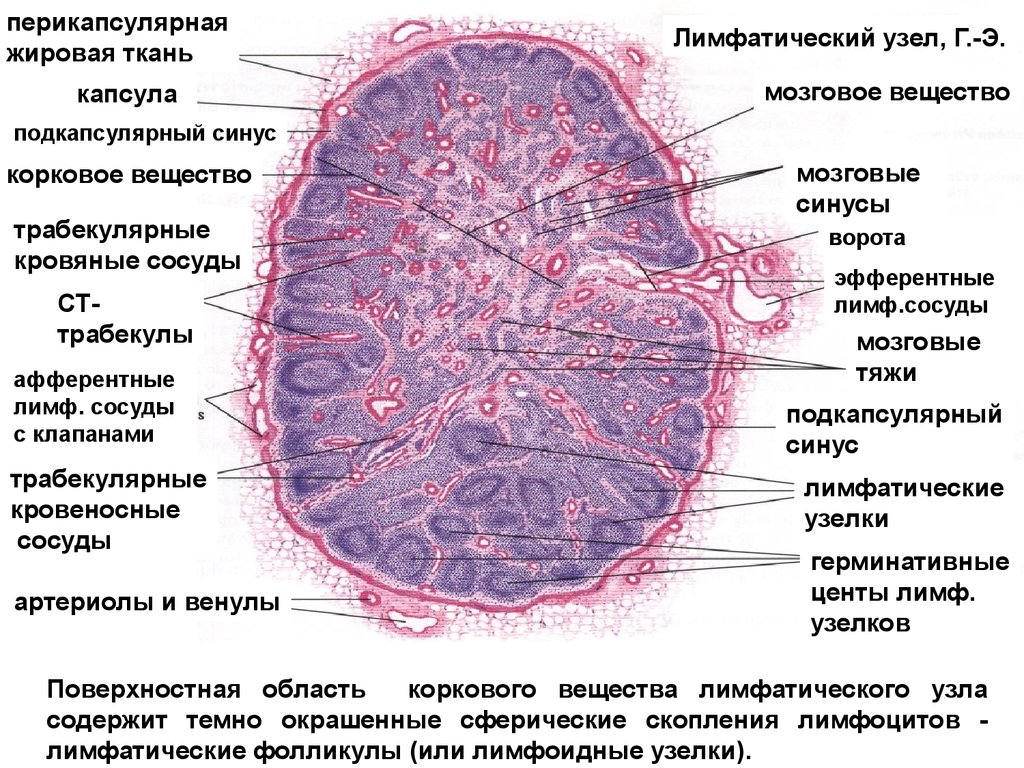 Лимфоузел гистология рисунок