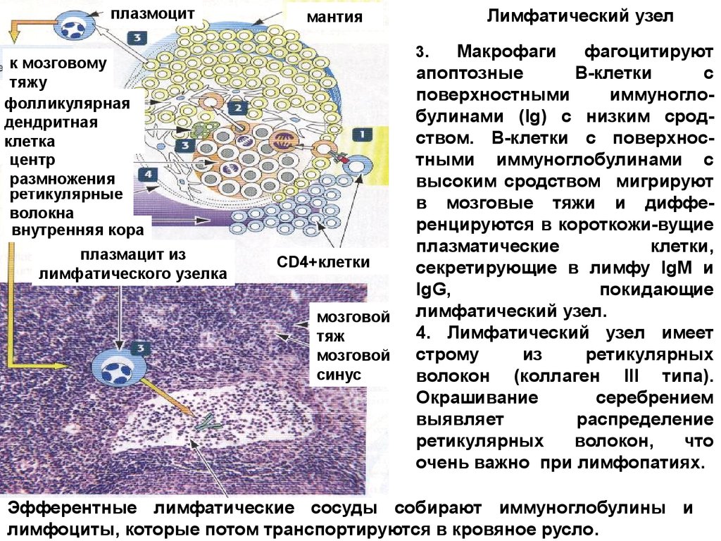 Селезенка лимфоциты. Клетки лимфатического узла. Клеточное строение лимфатического узла. Плазмоциты в лимфатическом узле.