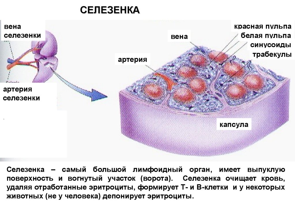 Схема строения селезенки гистология. Клетки селезенки строение. Селезенка с гемопоэзом гистология. Стволовые клетки селезенки