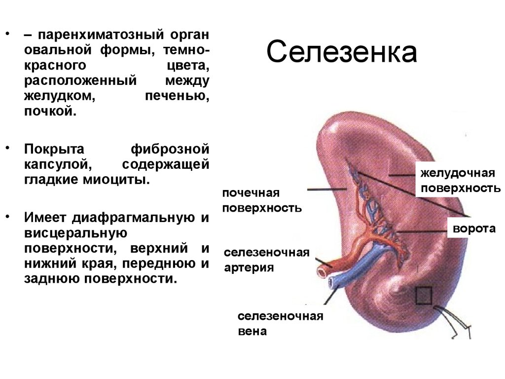 Колет органы
