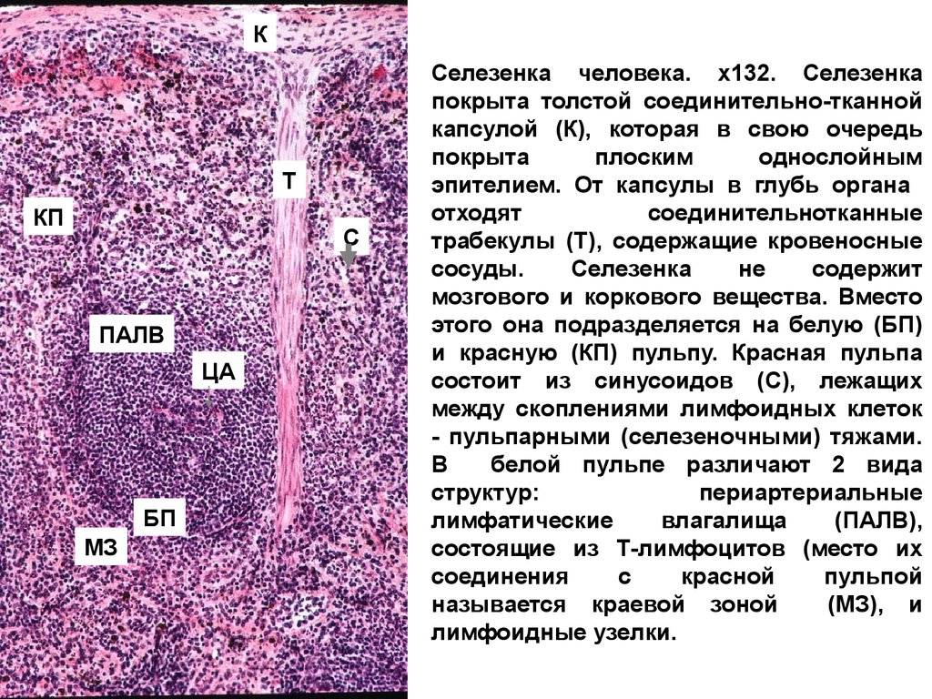 Селезенка рисунок гистология