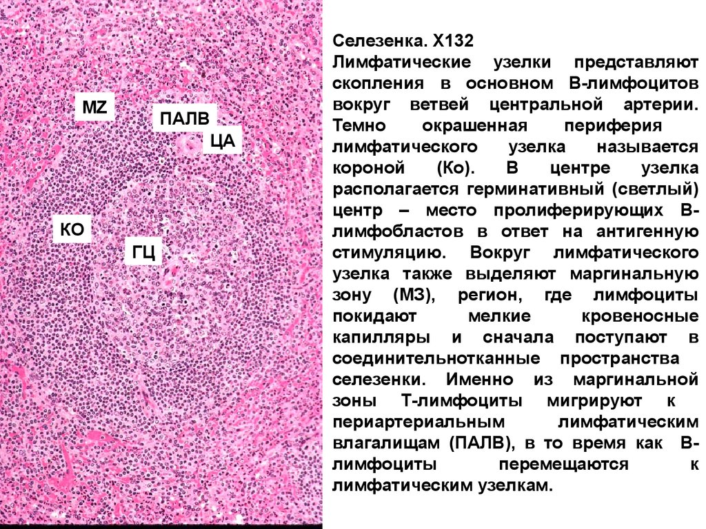 Процесс селезенки. Лимфоидный узел селезенки гистология. Строение лимфоидных узелков селезенки. Зоны лимфатического узелка селезенки. Герминативный центр лимфоидного фолликула.