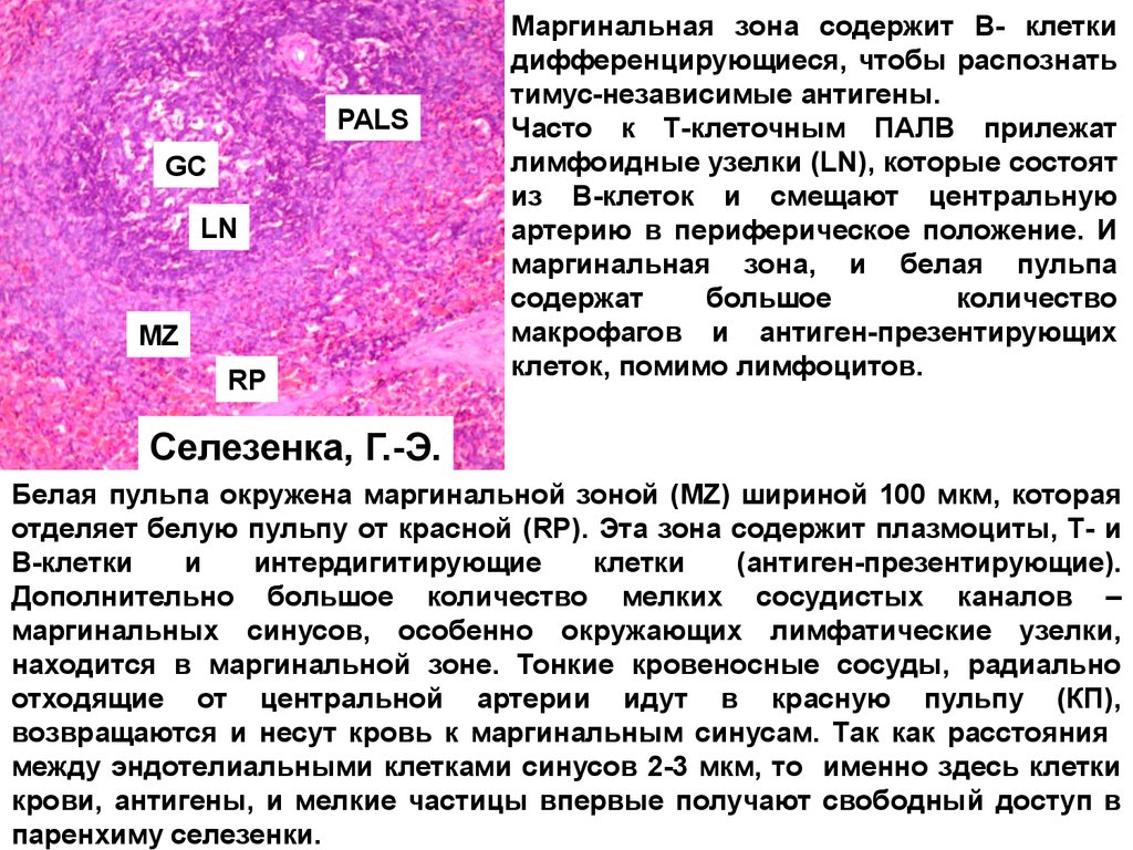 Лимфоидная ткань органы