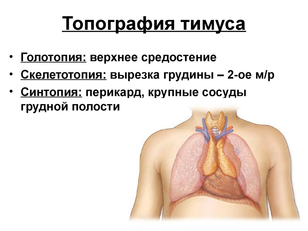 Рисунок тимуса иммунология