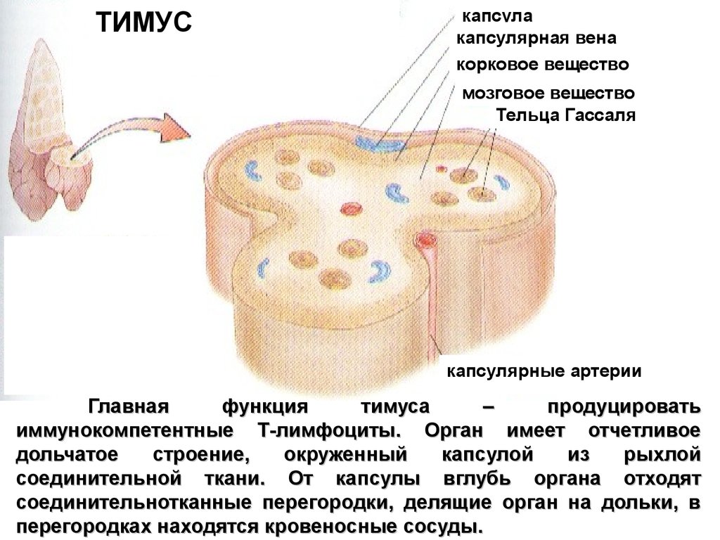 Капсула тканей