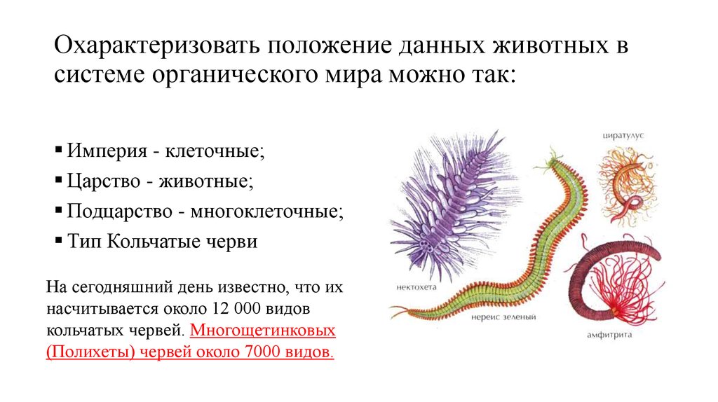 Значение кольчатых червей в природе. Классификация кольчатых червей царство. Тип кольчатые черви. Царство. Кольчатые черви Подцарство. Подцарство многощетинковых червей.