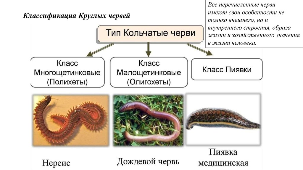 К какому типу относят червей. Кольчатые черви таксономия. Классы кольчатых червей и их представители. Классификация круглых червей. Тип кольчатые черви систематика.
