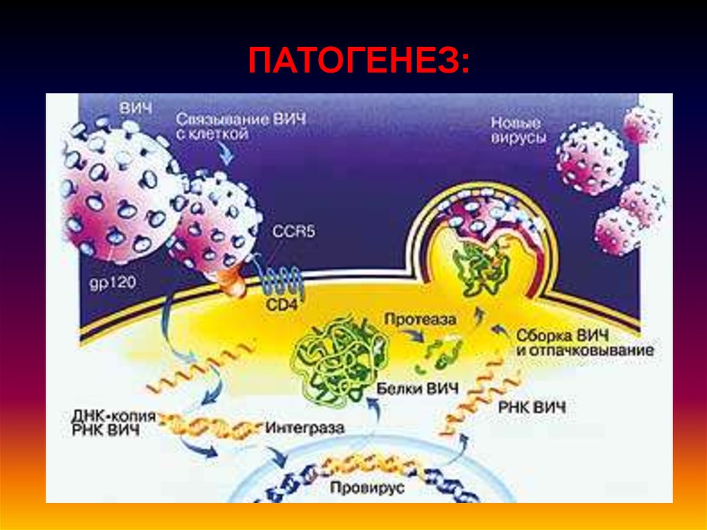 Патогенез вич картинки